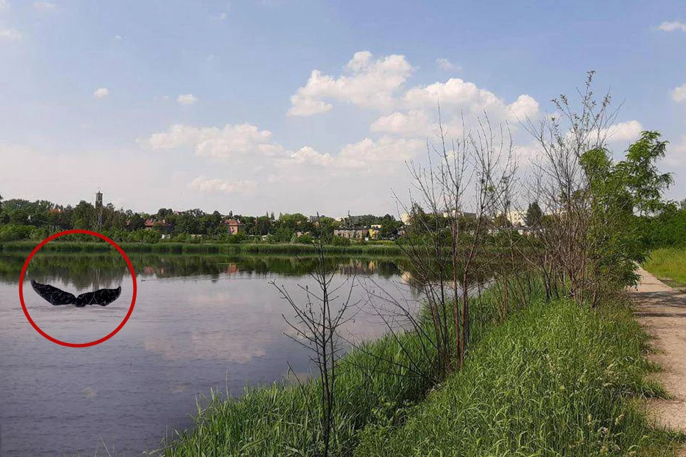 Niesamowicie odkrycie w stawie Kalina! [SPROSTOWANIE]
