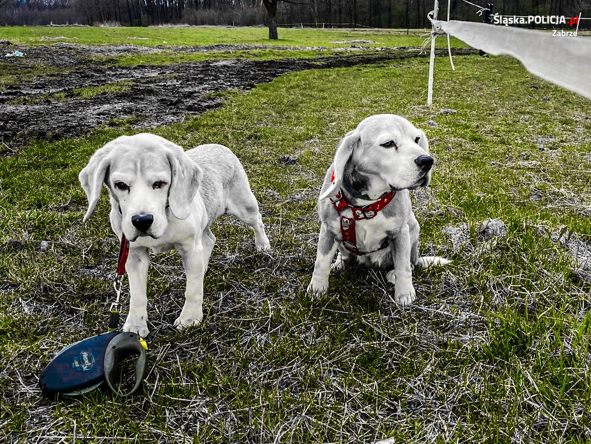 Pies wybiegł pod nadjeżdżający samochód. Odpowiedzialność poniesie właściciel czworonoga