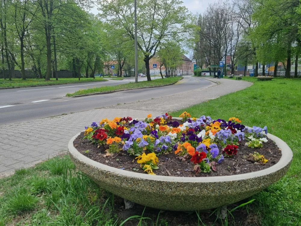 Ruda Śląska skąpana w kwiatach. W mieście trwa akcja nasadzeń