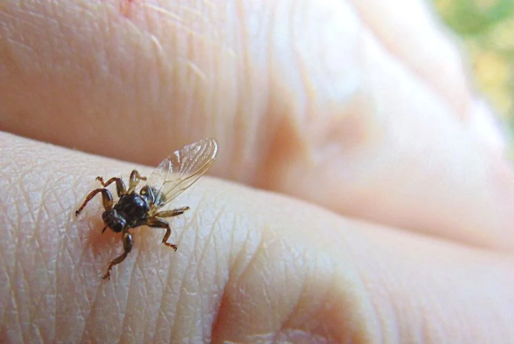 Plaga „latających kleszczy”. Jak mogą nam zagrażać?