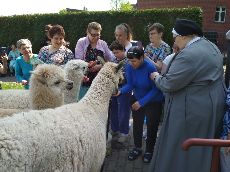 Terapeutyczne spotkanie z alpakami