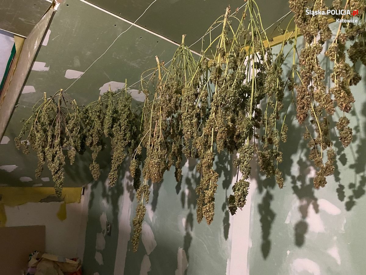 Zatrzymany za posiadanie znacznej ilości narkotyków