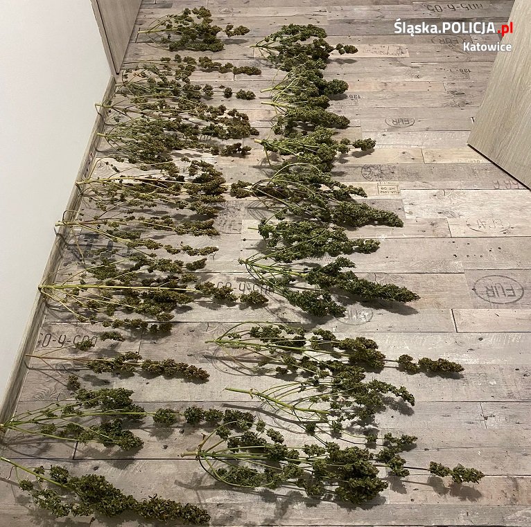 Zatrzymany za posiadanie znacznej ilości narkotyków