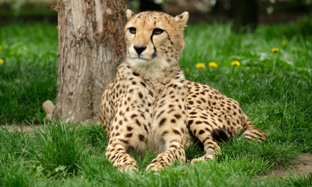Samice geparda opuściły chorzowskie ZOO. Zamieszkają we Francji