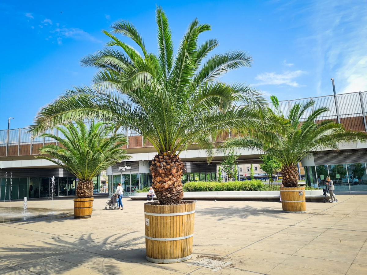 Hilda, Truda i Bercik wróciły na chorzowski rynek!
