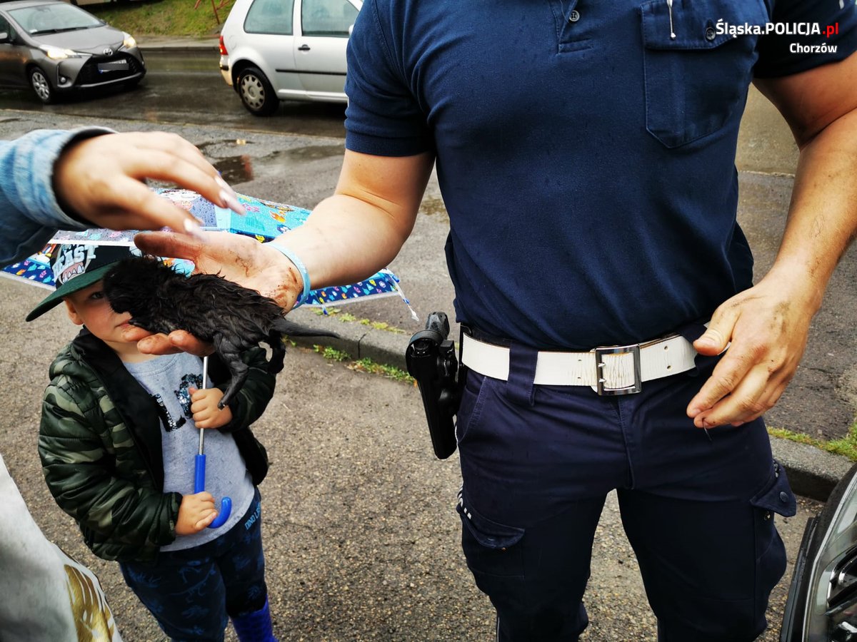 Chorzowscy policjanci uratowali trzy małe kotki