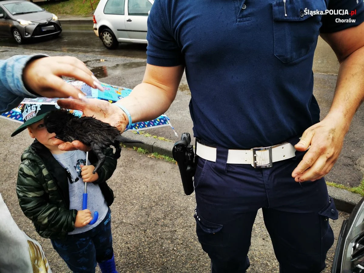 Chorzowscy policjanci uratowali trzy małe kotki