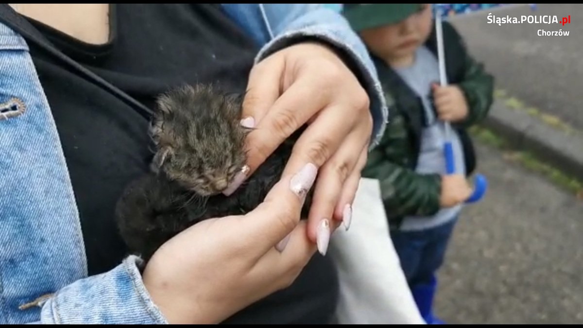 Chorzowscy policjanci uratowali trzy małe kotki