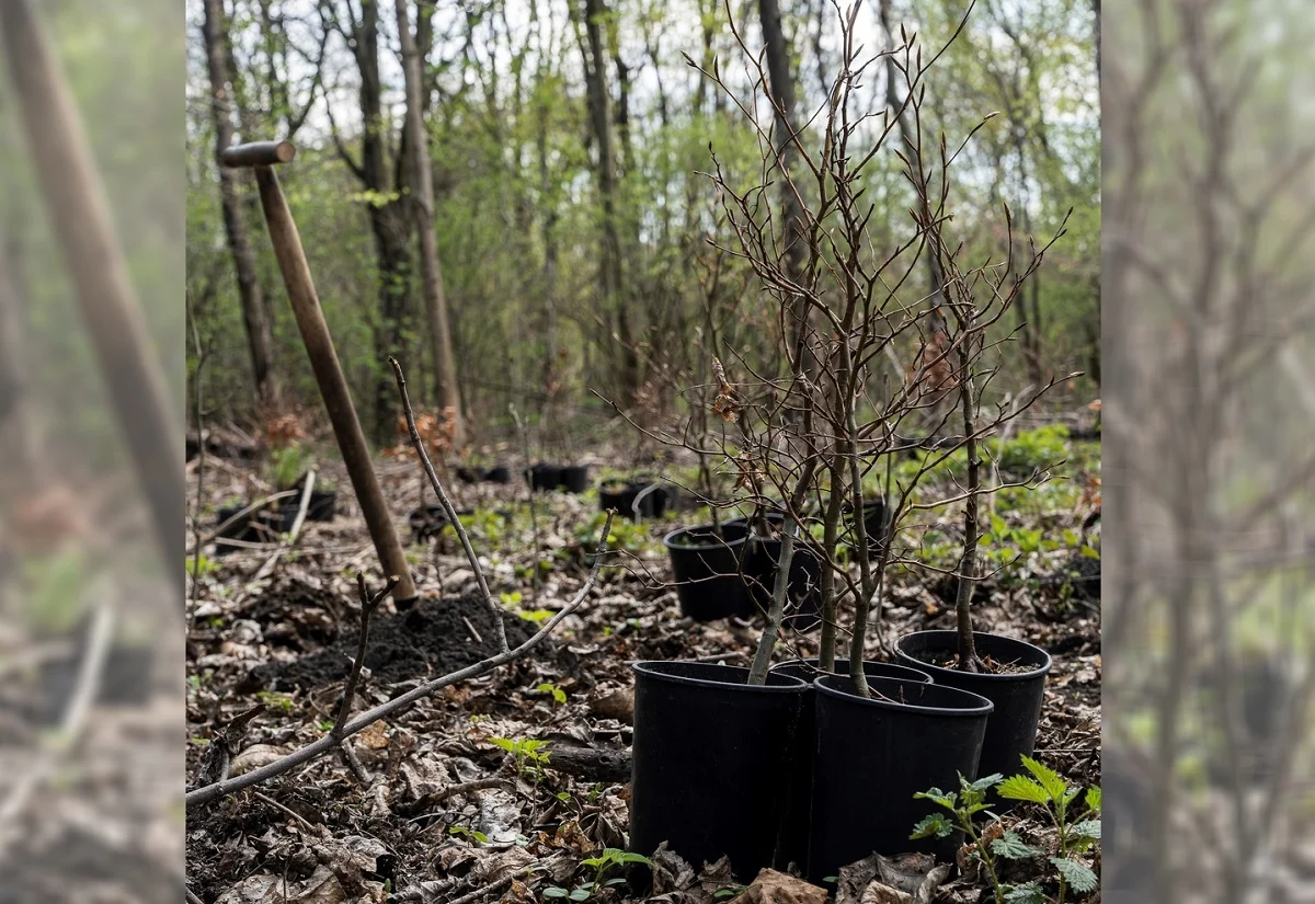 W Zabrzu posadzono 100 buków. Do końca roku ma ich być 20 tysięcy!
