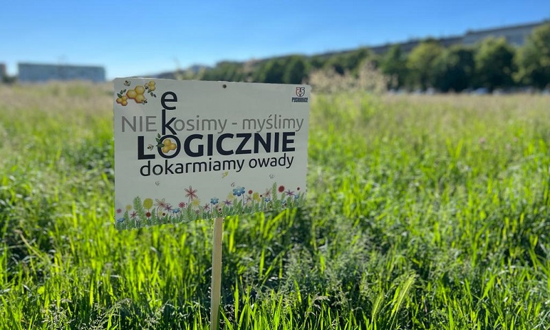 Oszczędnie z kosiarkami. Pyskowice dają zapylać pszczołom