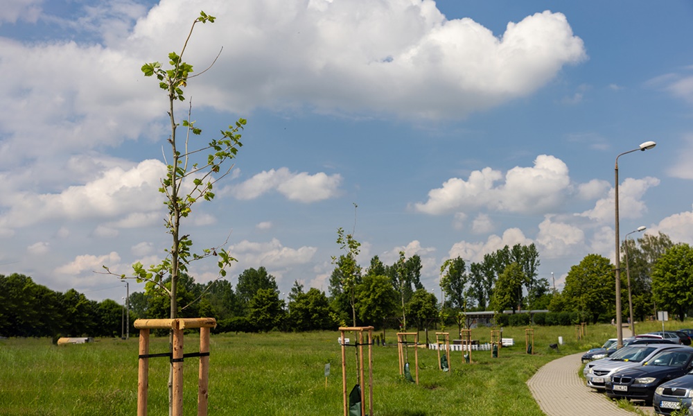 Przy ul. Dworcowej powstaje aleja platanów
