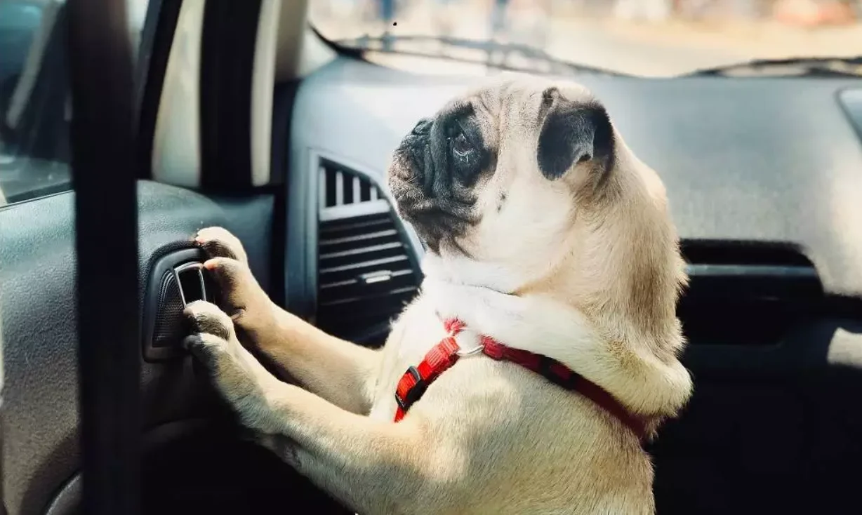 Przed wakacyjnym wyjazdem zatroszczmy się o nasze zwierzęta