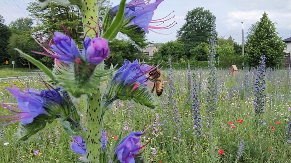 Zarząd Dróg Miejskich założył kwietną łąkę, która dziś tętni życiem