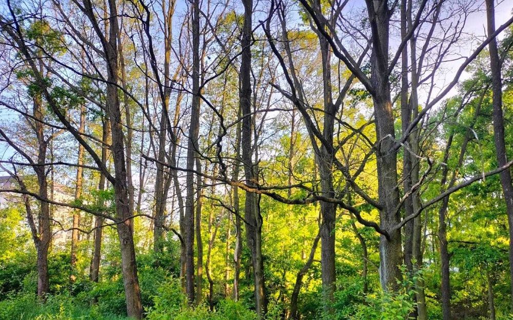 W Katowicach ktoś podtruwa drzewa. Sprawa zostanie zgłoszona do prokuratury