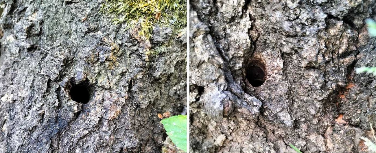 W Katowicach ktoś podtruwa drzewa. Sprawa zostanie zgłoszona do prokuratury