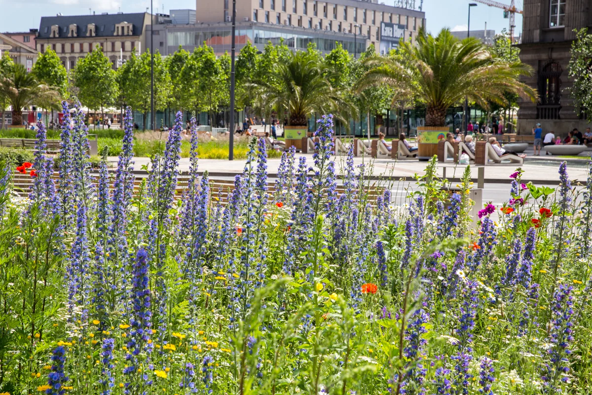 Zielony Budżet – wnioski po weryfikacji merytorycznej