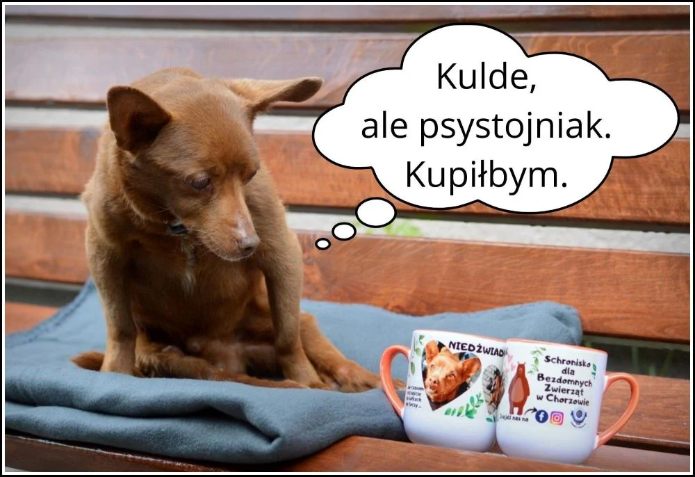 Kup kubek i wesprzyj działalność schroniska!