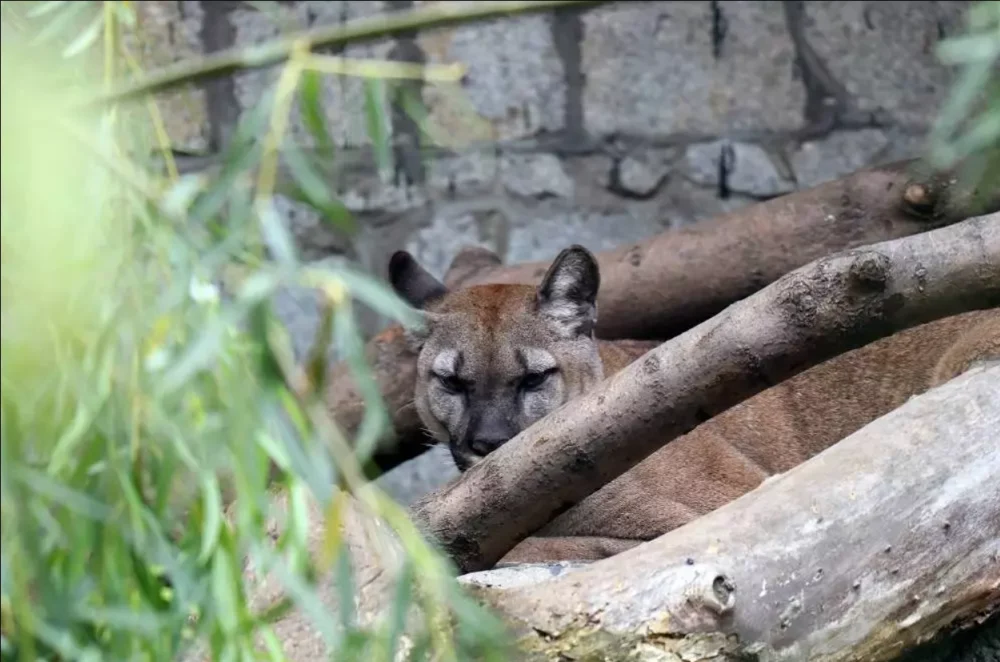 Zapadł wyrok w sprawie byłego właściciela pumy Nubii