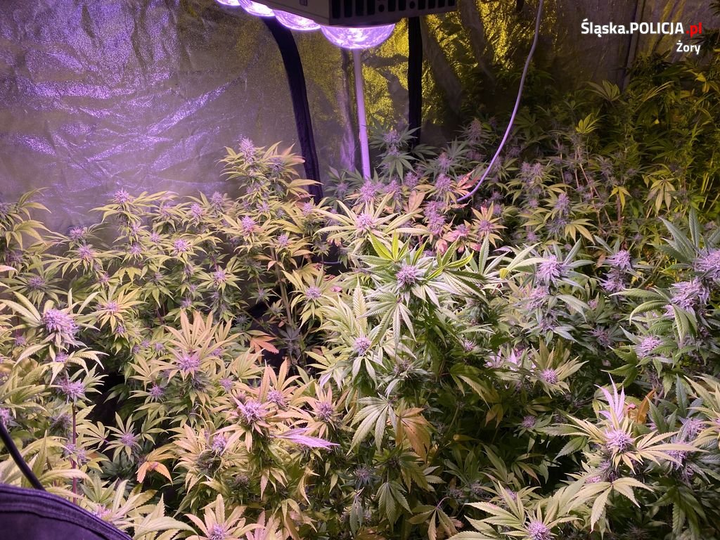 Plantacja i narkotykowy interes zlikwidowane przez policjantów