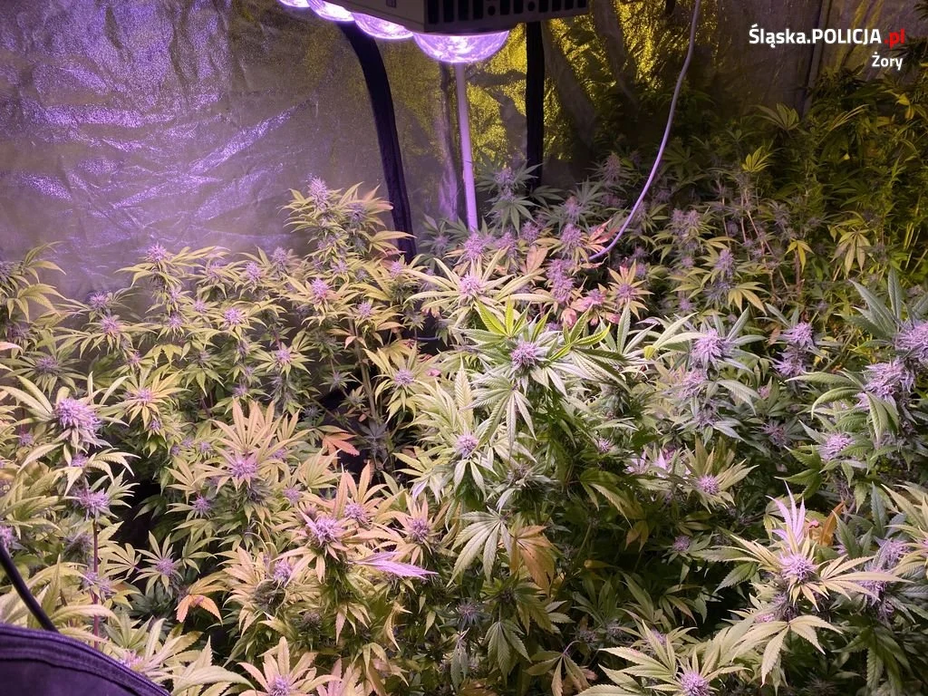 Plantacja i narkotykowy interes zlikwidowane przez policjantów