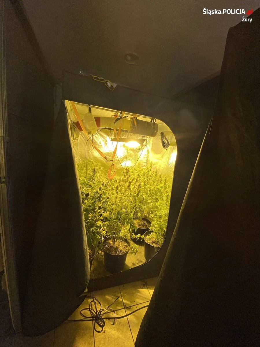 Plantacja i narkotykowy interes zlikwidowane przez policjantów