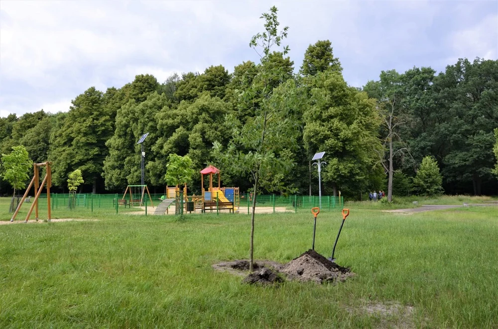 Symboliczny dąb dla uczczenia Powstańców