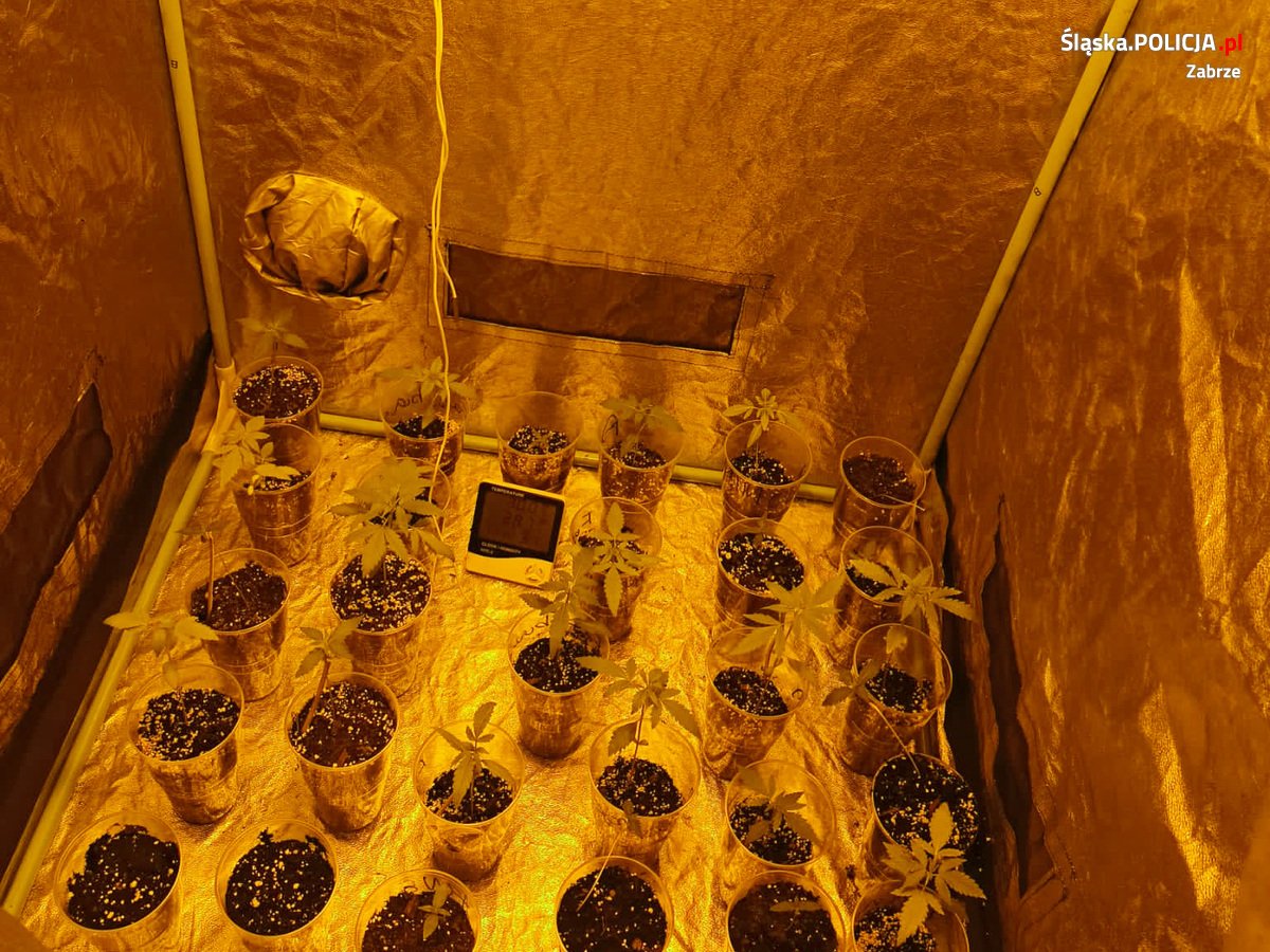 Policjanci zlikwidowali domową plantację marihuany