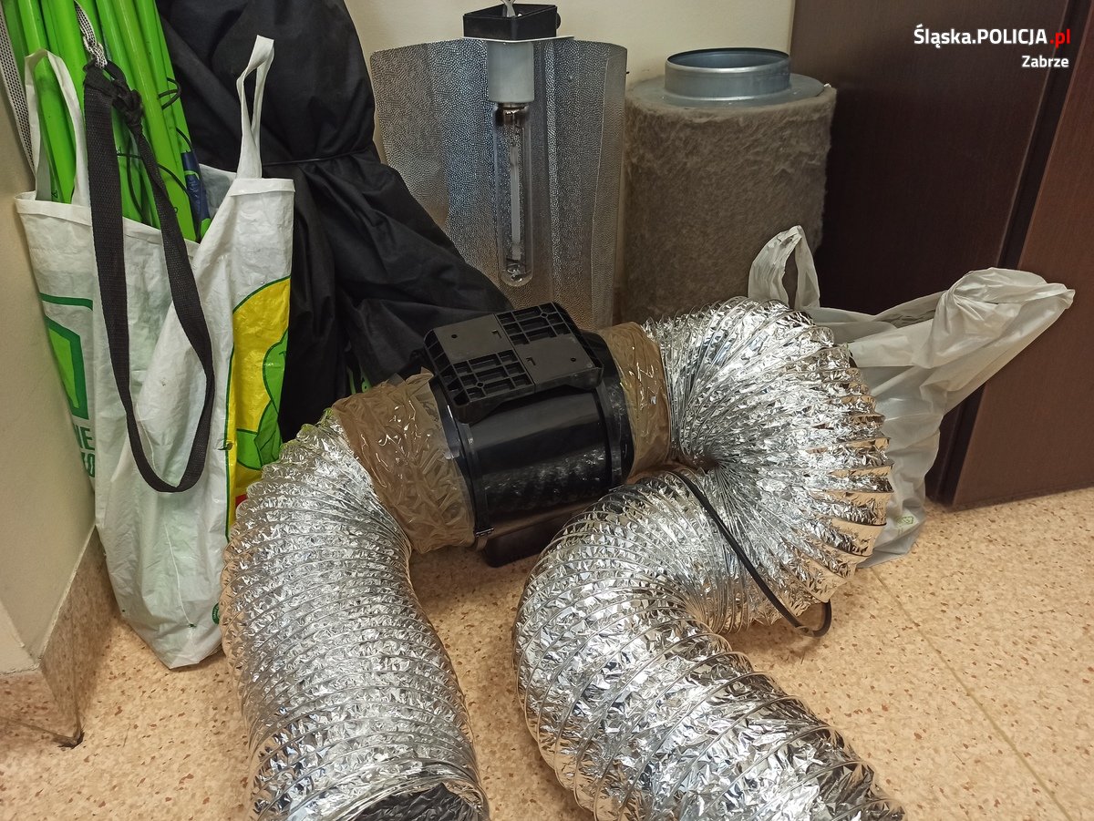 Policjanci zlikwidowali domową plantację marihuany