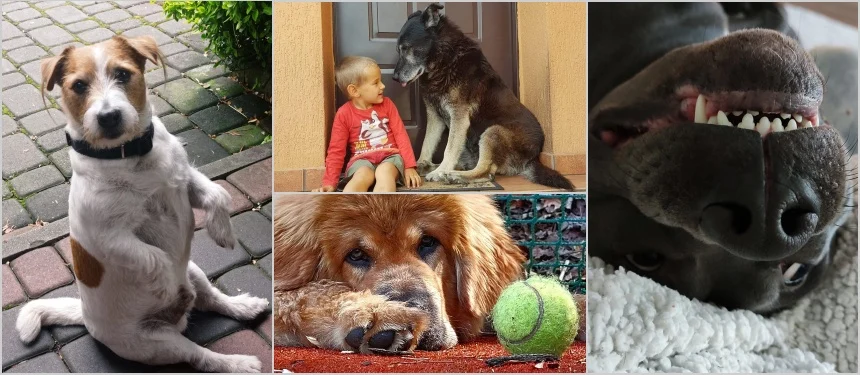 Dzień Psa 2022. Poznajcie pupili mieszkańców Rudy Śląskiej! [FOTO]