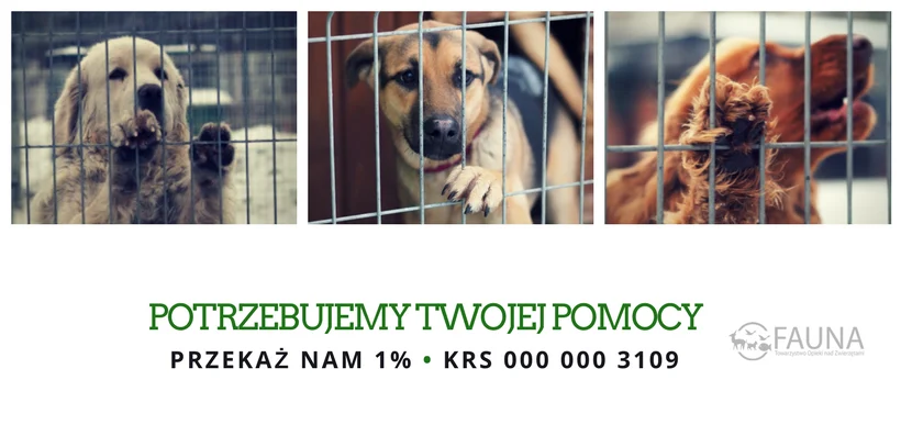 Potrzebna jest karma! Schronisko w Rudzie Śląskiej błaga o pomoc