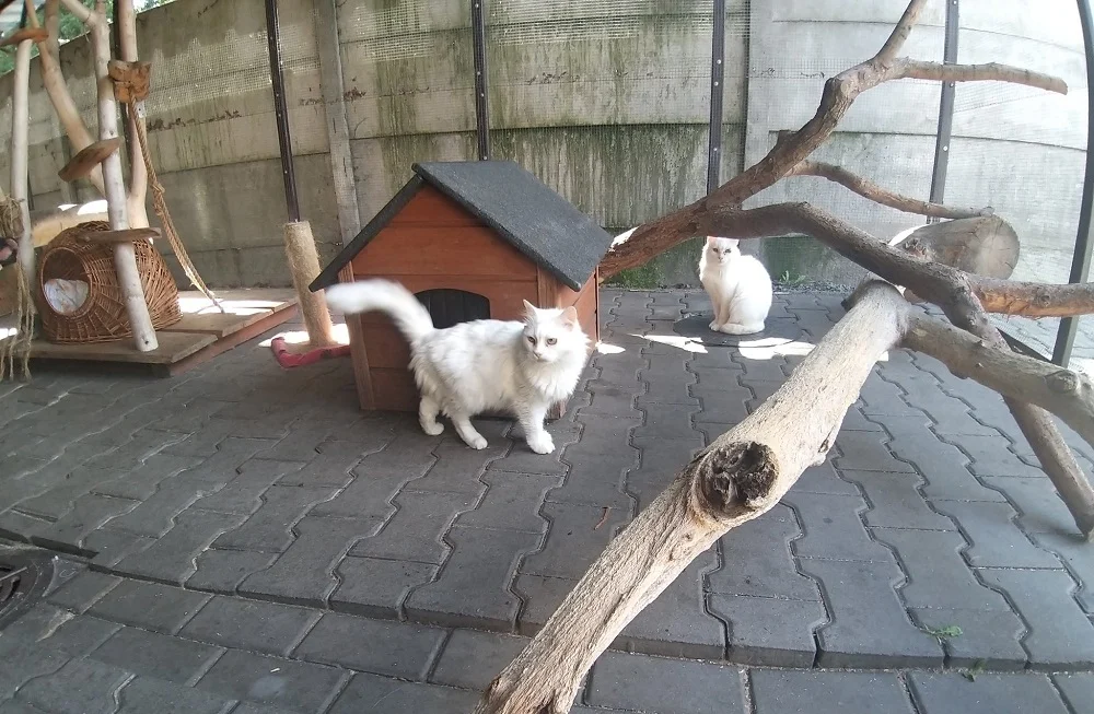 Schronisko TOZ "Fauna" szuka domów tymczasowych dla siedmiu kotów z Ukrainy 