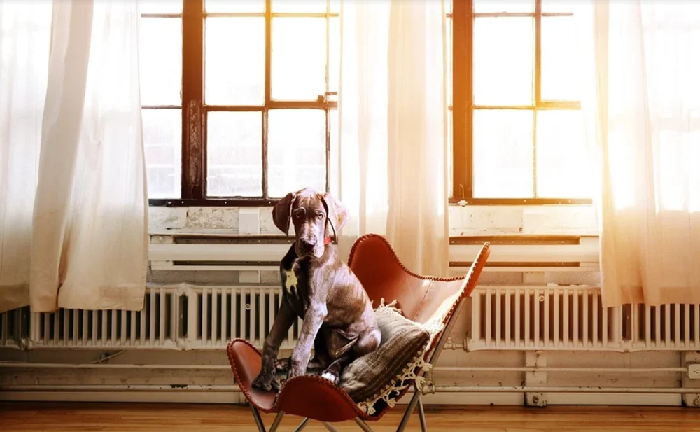 Policja apeluje: Reaguj na okrucieństwo wobec zwierząt