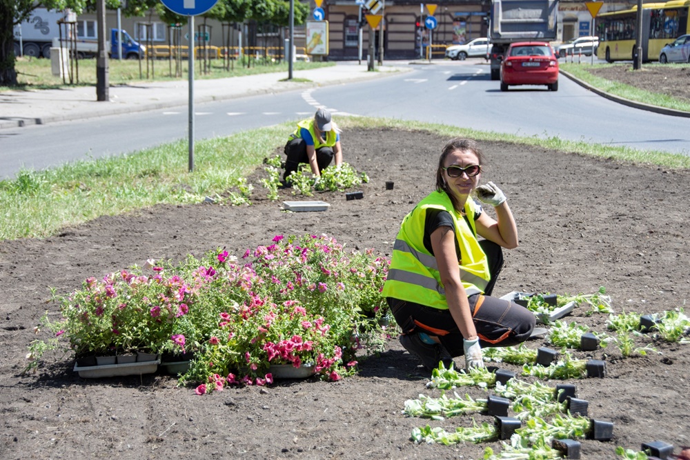 Nowe rośliny kwitną na bytomskich placach, skwerach i wysepkach