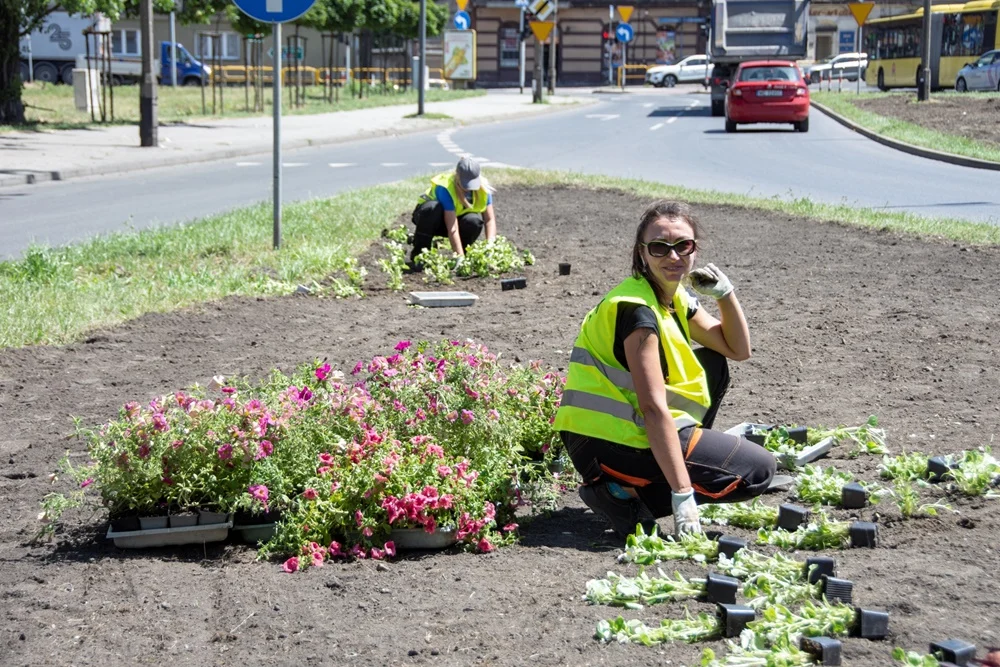 Nowe rośliny kwitną na bytomskich placach, skwerach i wysepkach