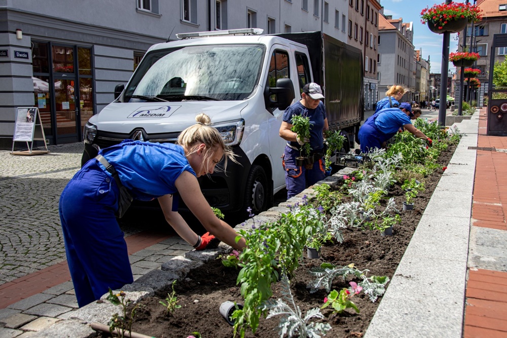 Nowe rośliny kwitną na bytomskich placach, skwerach i wysepkach