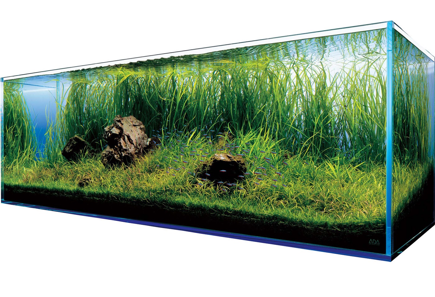 Dlaczego akwarium jest dobrym pomysłem?