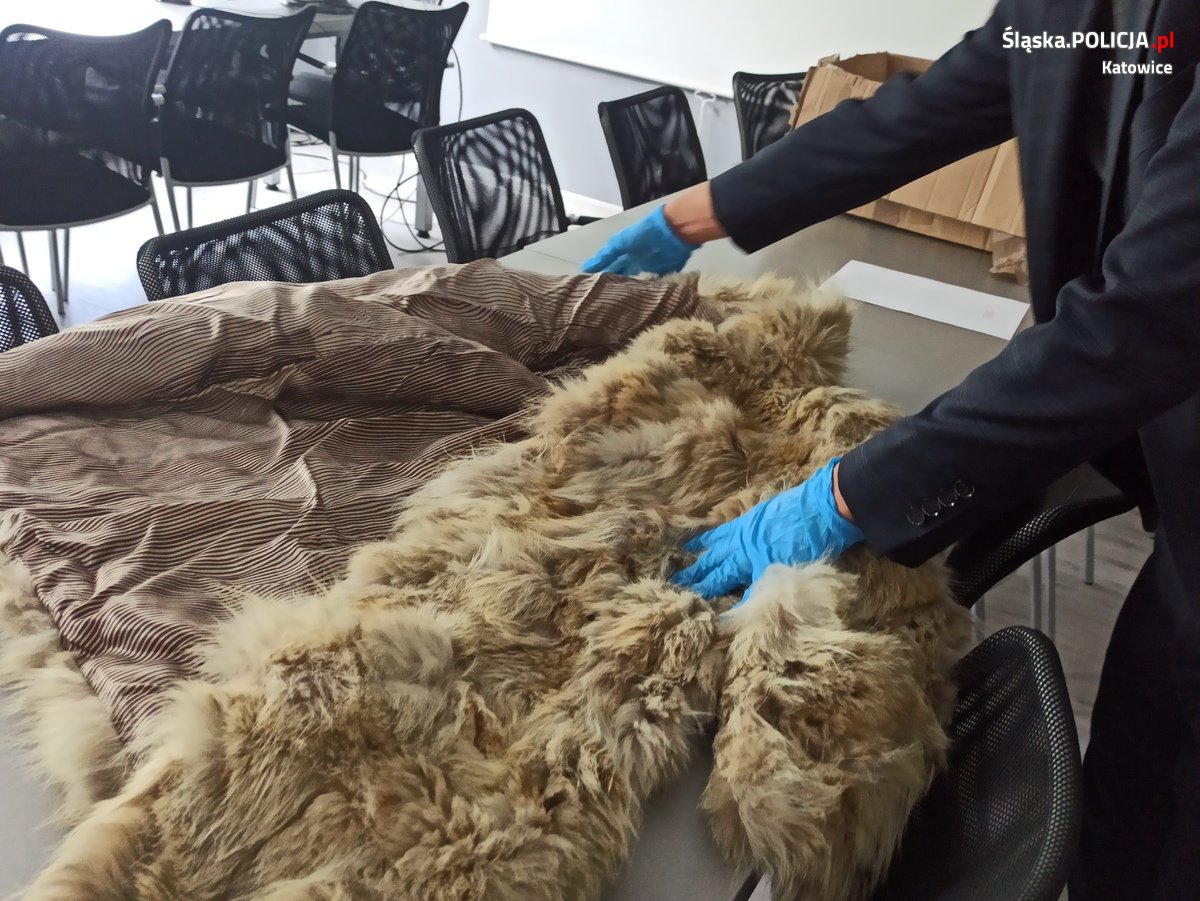 Przekazali futro z wilka kanadyjskiego funkcjonariuszom KAS-u