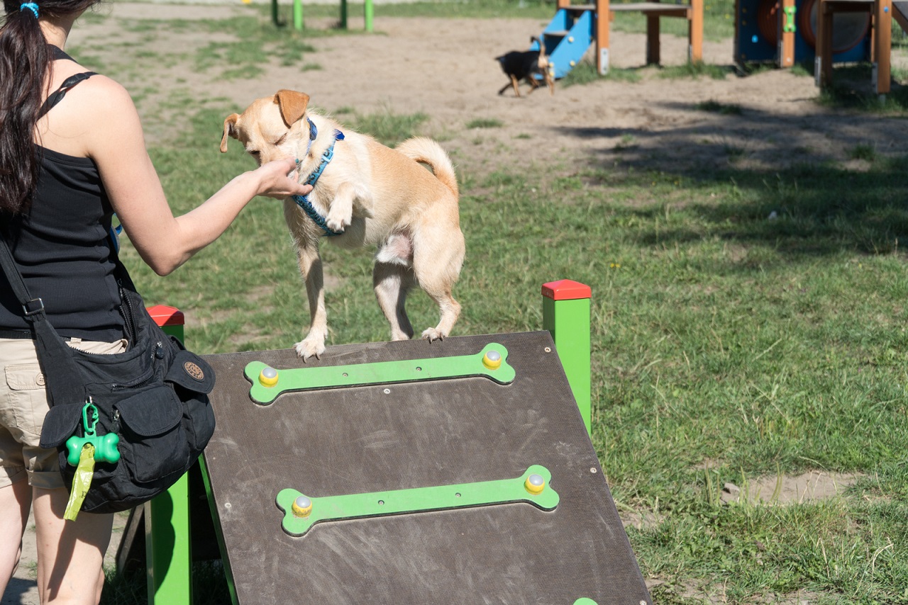 Nowe wybiegi dla psów w Katowicach