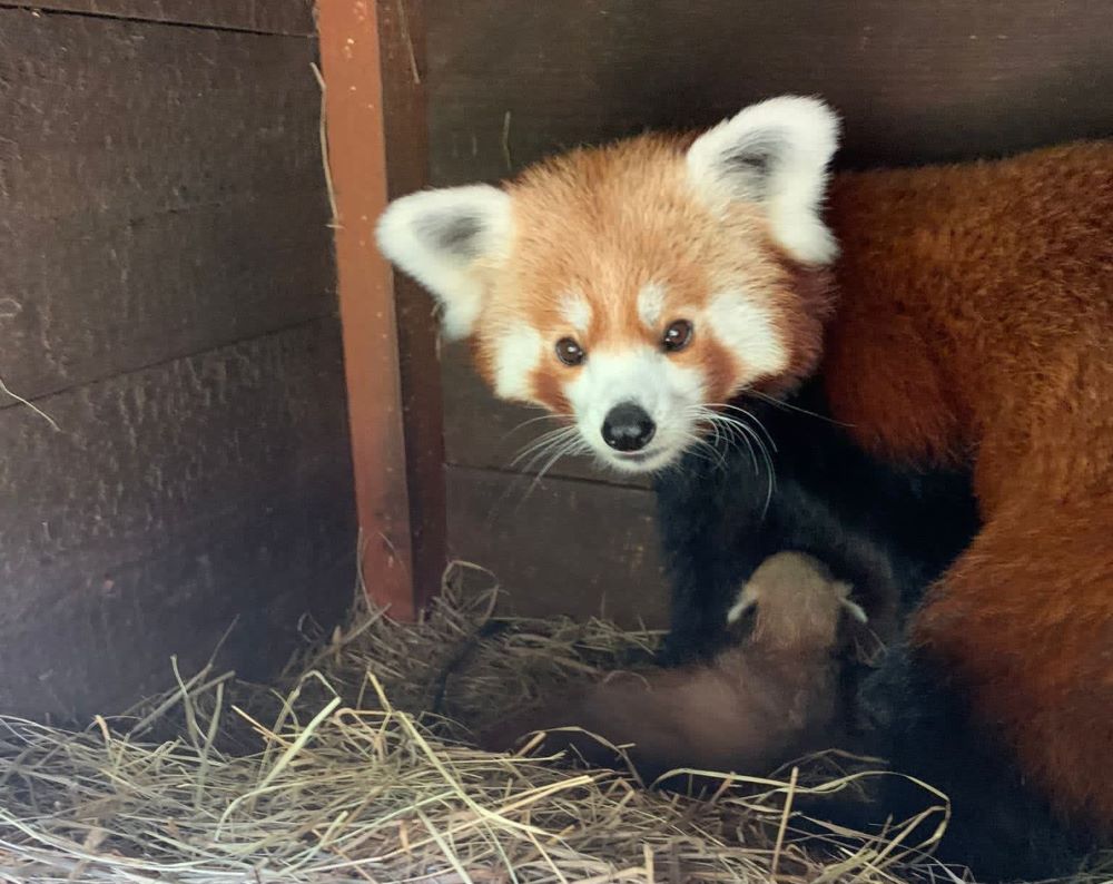 W chorzowskim ZOO na świat przyszła czerwona panda!