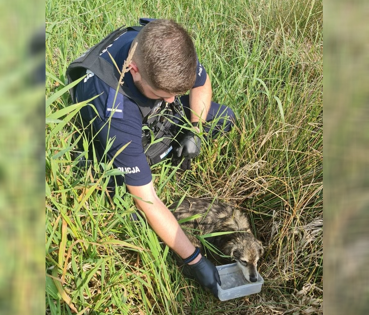 Wycieńczony pies uratowany przez żorskich mundurowych
