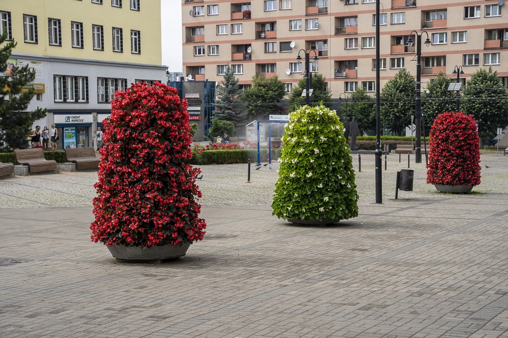 Ukwiecone miasto tętni kolorami