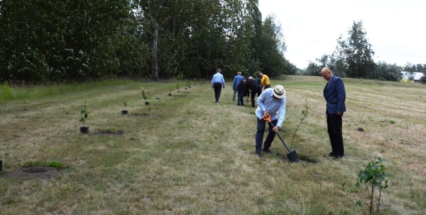 W Zabrzu zasadzono kolejne drzewa