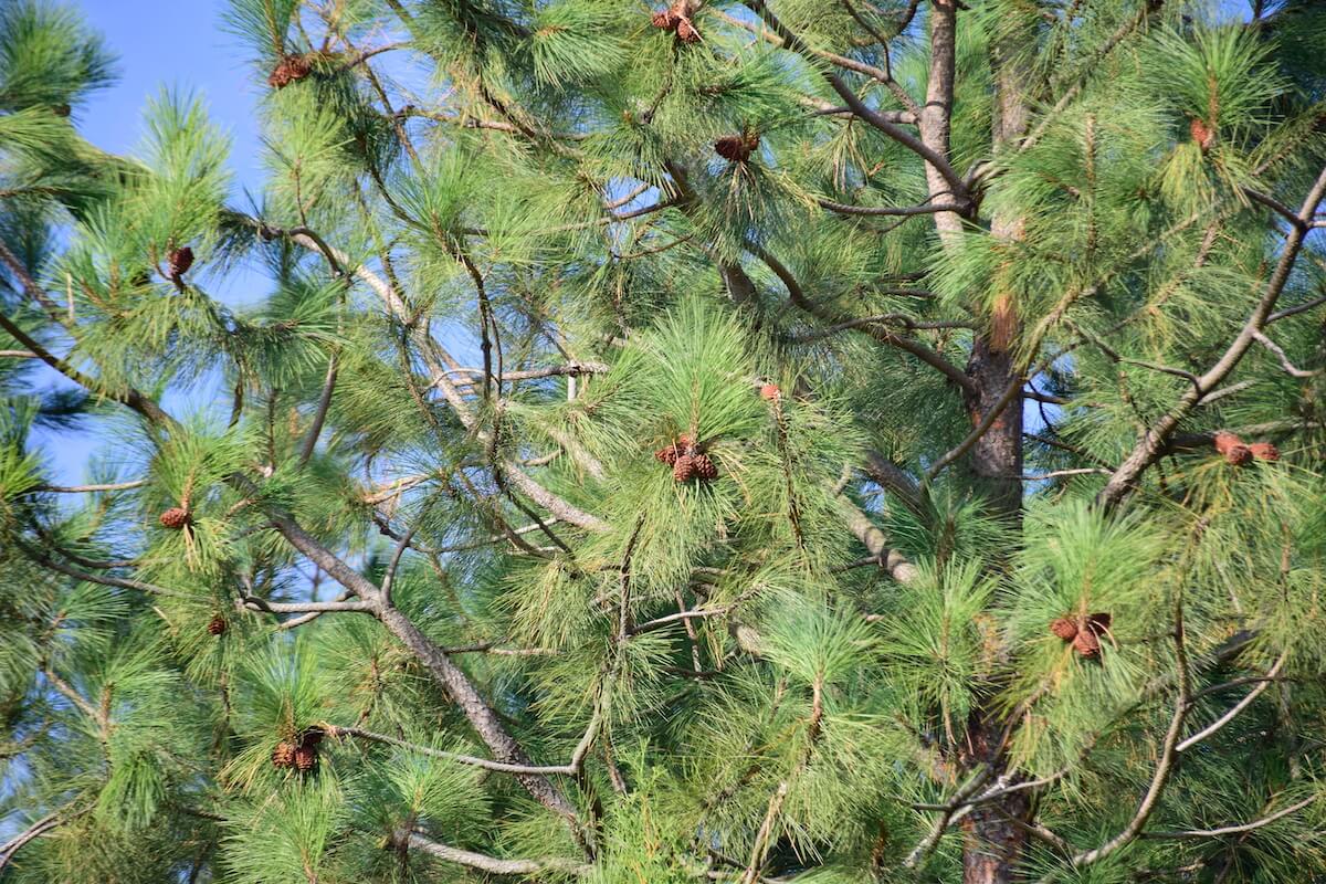 Co można zrobić z gałęziami drzewa sąsiada nad działką?