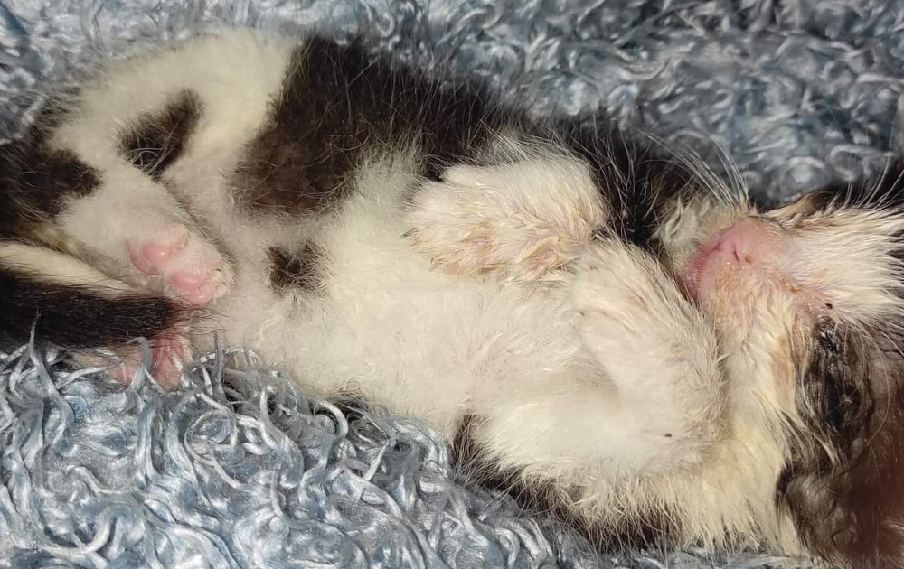 Wyrzucił kota do śmietnika. Trwają poszukiwania osoby znęcającej się nad zwierzęciem