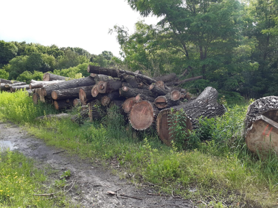 Przetarg na sprzedaż drewna z wycinki drzew przeprowadzonej na terenie gminy
