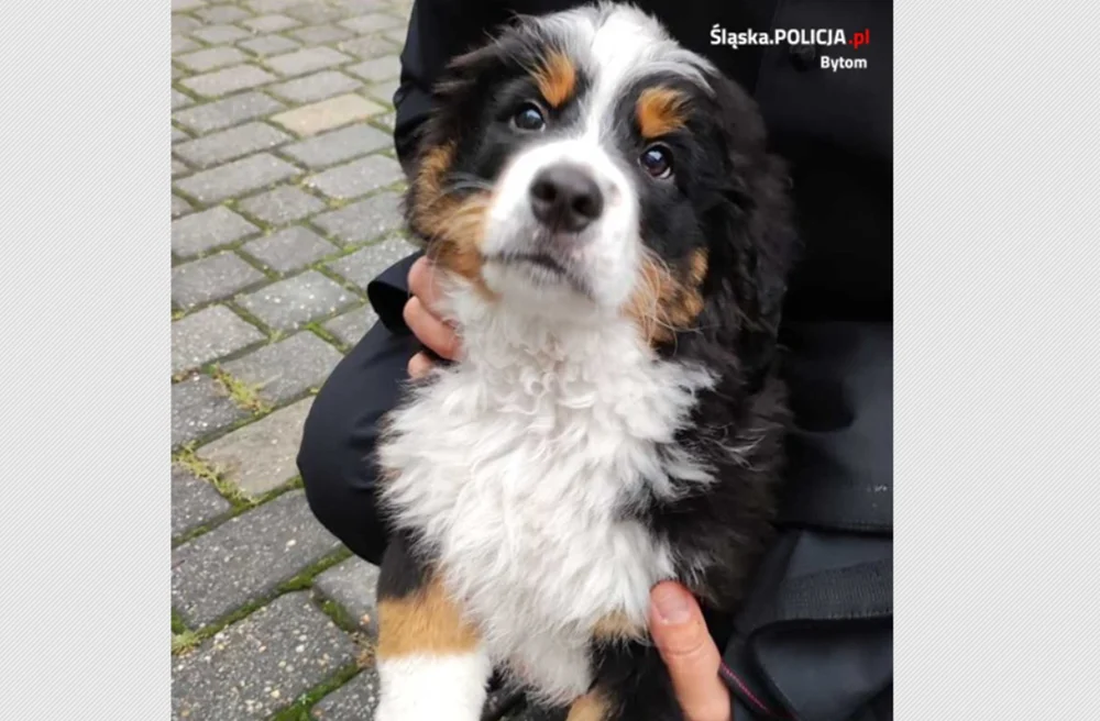 Ukradł psa z parafii. 44-latek odpowie przed sądem