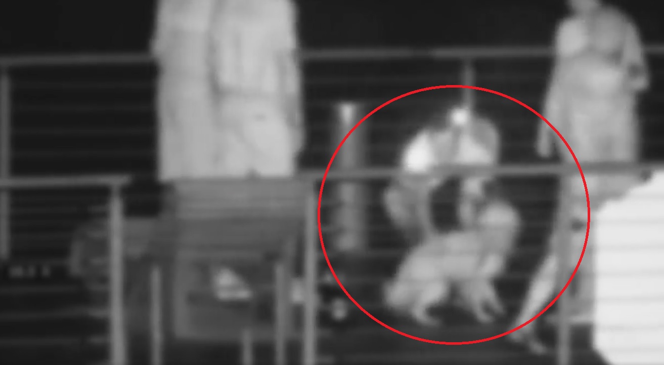 Wrzucili bezbronnego psa do Stawików! Zareagował operator monitoringu [FILM]