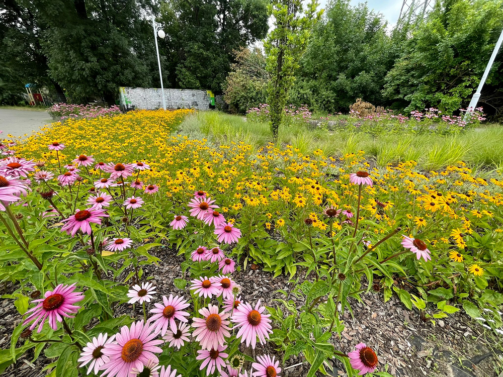 II edycja Zielonego Budżetu – trwa rozstrzyganie przetargów