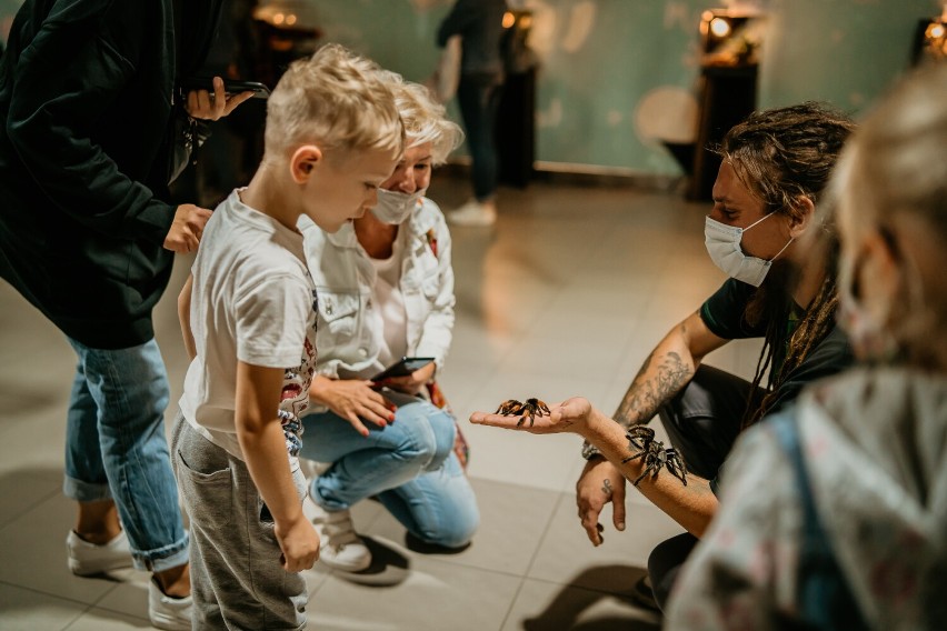 Wystawa pająków w Galerii Katowickiej