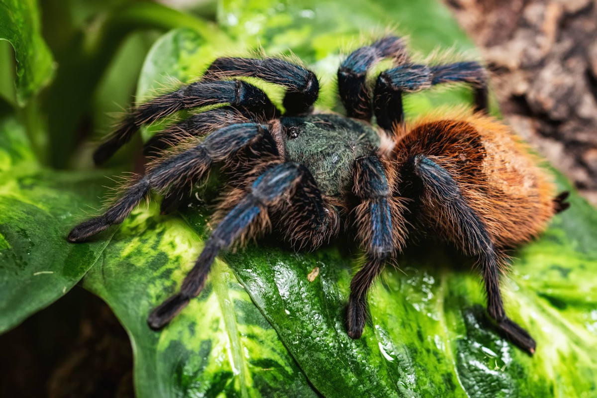 Wystawa pająków w Galerii Katowickiej